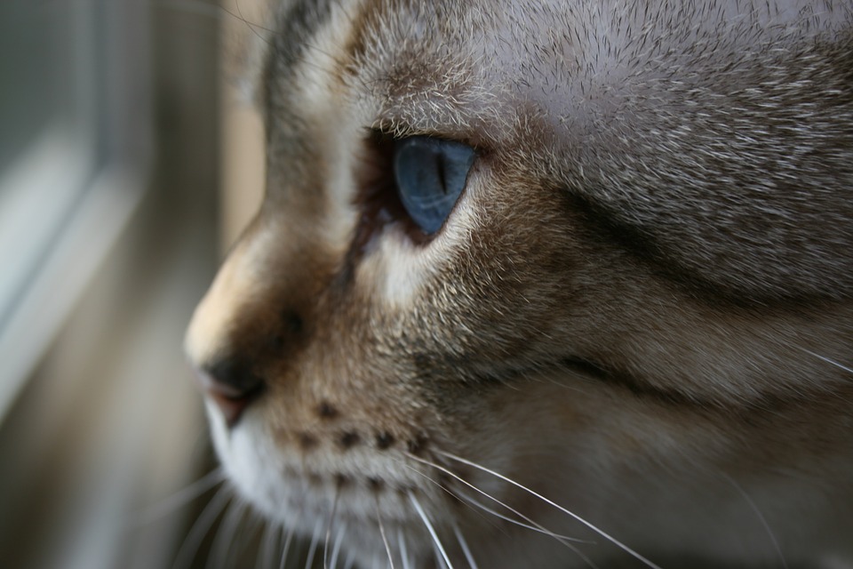 Всемирный день животных